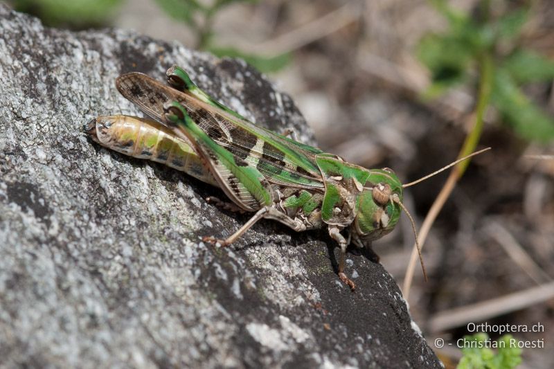 Oedaleus decorus ♀ - CH, VS, Cambioula, 21.07.2008