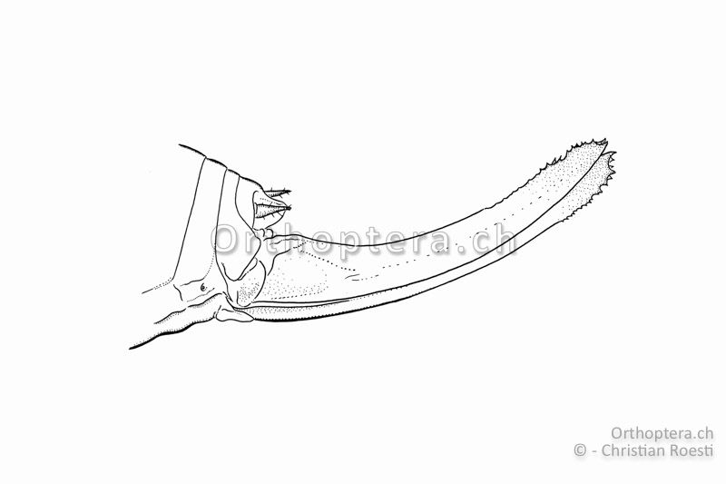Hinterleibsende von Isophya costata ♀. Die Legeröhre ist sehr lang und auf der Unterseite stetig in das gezähnte Ende gebogen.