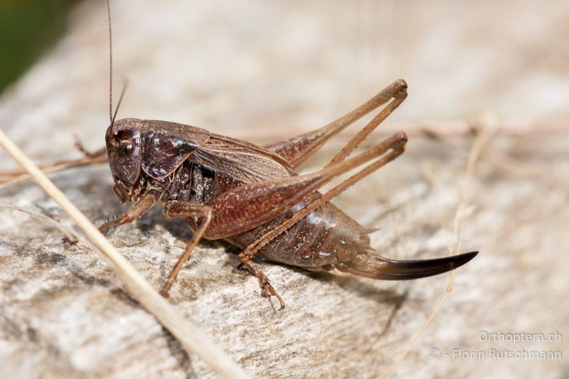 Metrioptera saussuriana ♀ - CH, TI, Mt. Tamaro, 30.09.2010