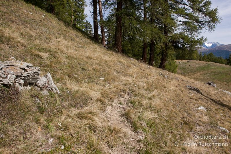 Halbtrockene Böschung in einer Alpweide mit offenen Bodenstellen - CH, VS, Törbel, 22.09.2013