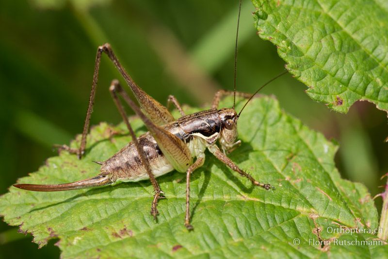 Pachytrachis gracilis ♀ - HR, Istrien, Roc, 01.08.2014
