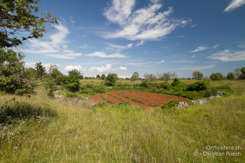 Landwirtschaftlich extensiv genutze Doline mit artenreichen Randstrukturen - HR, Istien, Orihi, 04.06.2014