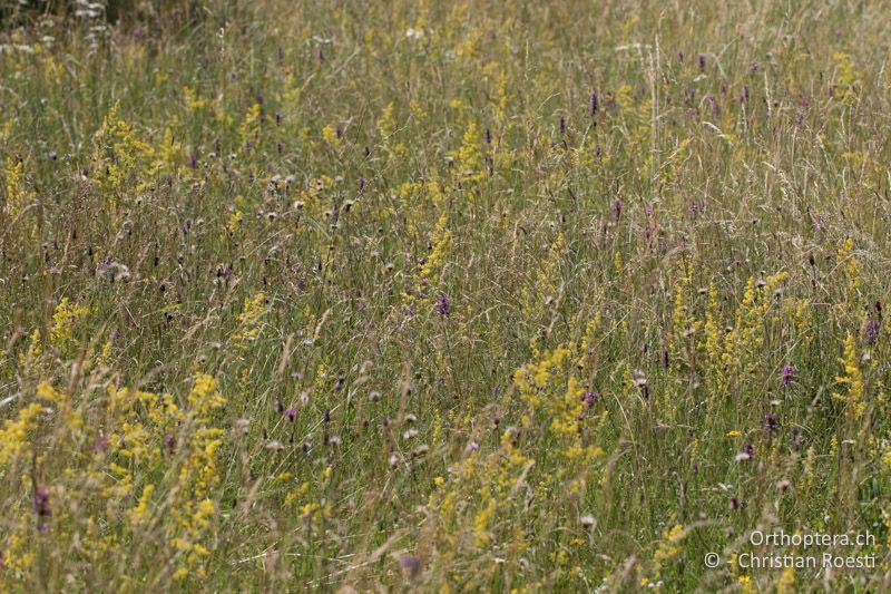 Detailaufahme des Lebensraumes - AT, Burgenland, Rohrbach bei Mattersburg, 05.07.2016