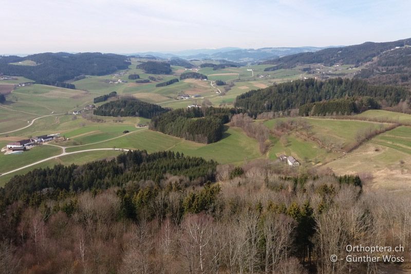 Grosslebensraum von Barbitistes constrictus - AT, Oberösterreich, Waxenberg, Mühlviertel, 27.03.2016