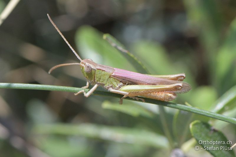 Östlicher Wiesengrashüpfer (Chorthippus dichrous) ♂- GR, Westmakedonien, Xino Nero, 10.07.2017