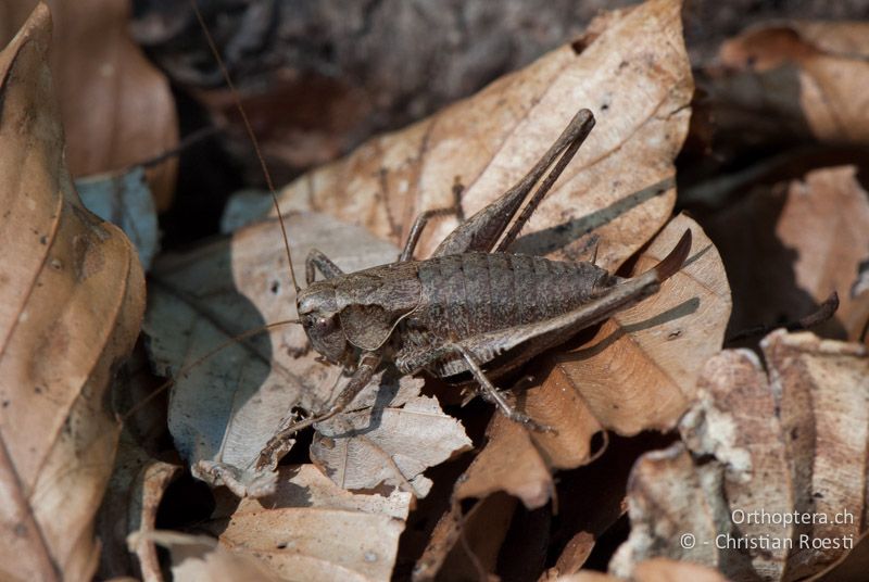 Pholidoptera griseoaptera ♀ - CH, BE, Gurten bei Bern, 19.09.2010