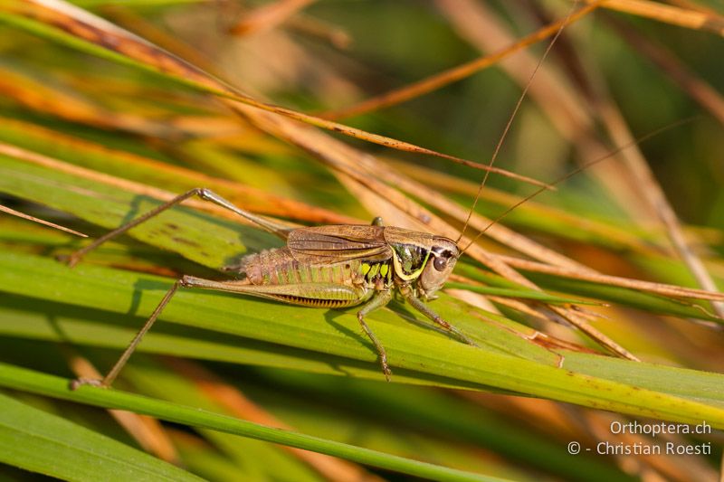 Roeseliana azami minor ♂ - CH, TI, Bellavista, Mt. Generoso, 18.08.2013