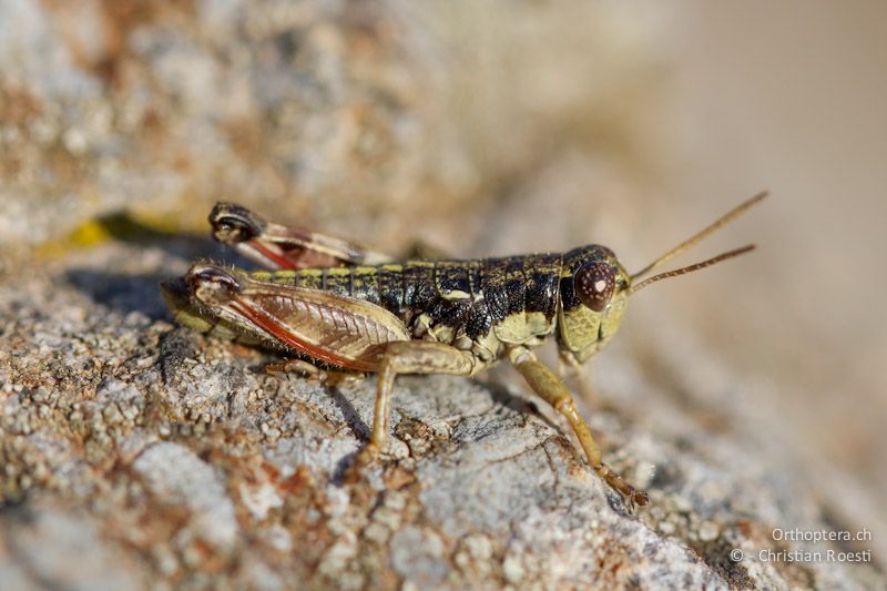 Männchen der winzigen flügellosen Knarrschrecke Oropodisma macedonica - Smixi, 14.07.2012
