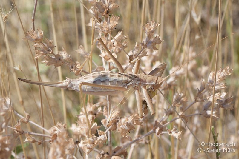 Saga hellenica ♀ - GR, Westmakedonien, Klidi, 12.07.2017