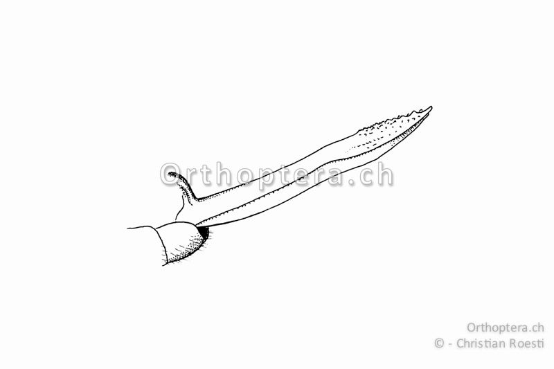 Legeröhre von Pteronemobius lineolatus ♀. Die Legeröhre ist länger und an der Spitze stärker gezähnt als bei Pteronemobius heydenii.