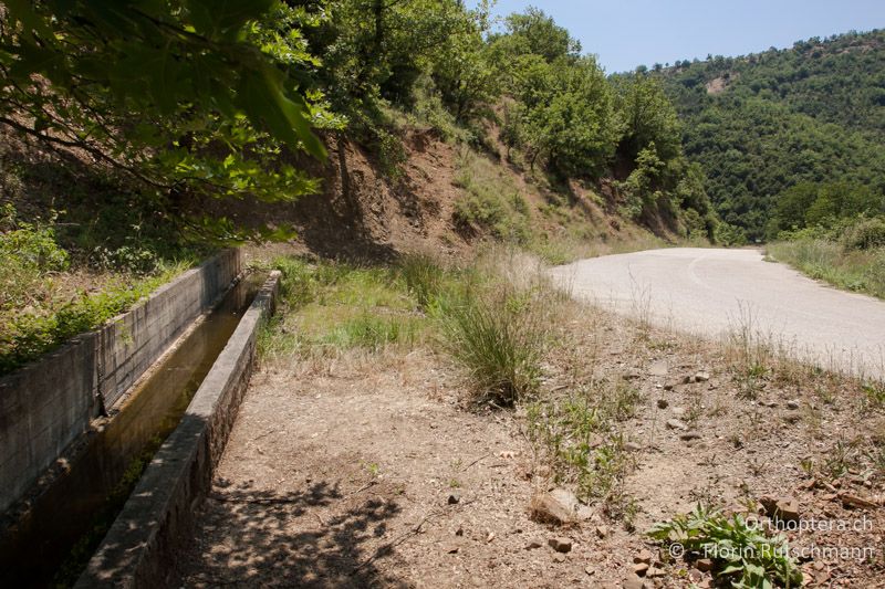 Der Überlauf des Ziegenbrunnens verursacht feuchten Boden an dem sich unzählige Tetrix depressa-Larven aufhielten - GR, Mittelgriechenland, Rovoliari, 21.06.2013