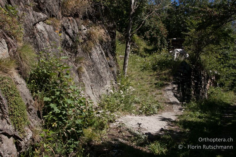 Strukturreiche Übergänge zwischen Wald und Offenland - CH, VS, Gampel, 10.08.2013