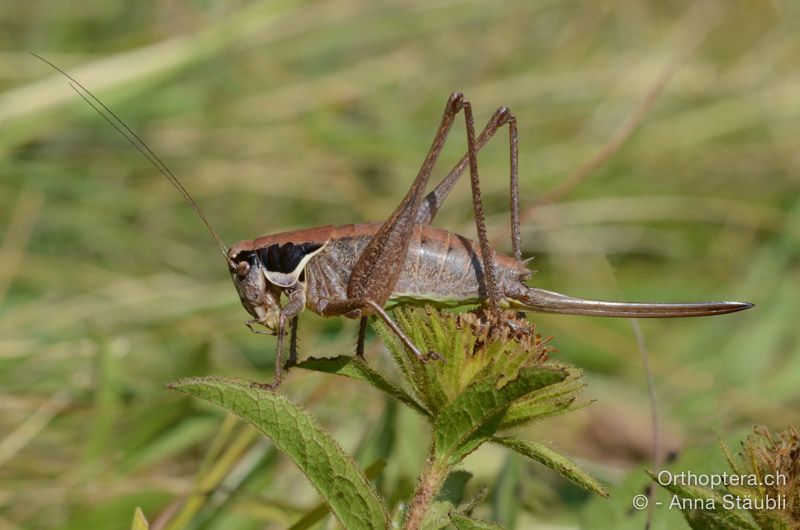Pholidoptera littoralis littoralis ♀ - HR, Istrien, Mala Učka, 20.07.2015