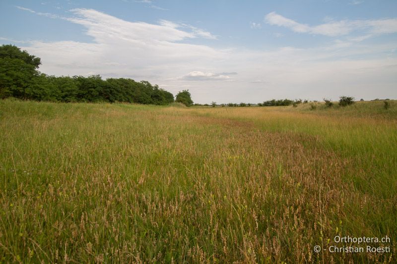 Feuchte Wiese mit sandigem Unterlage - HU, Bács-Kiskun, Fülöpháza, 08.07.2017