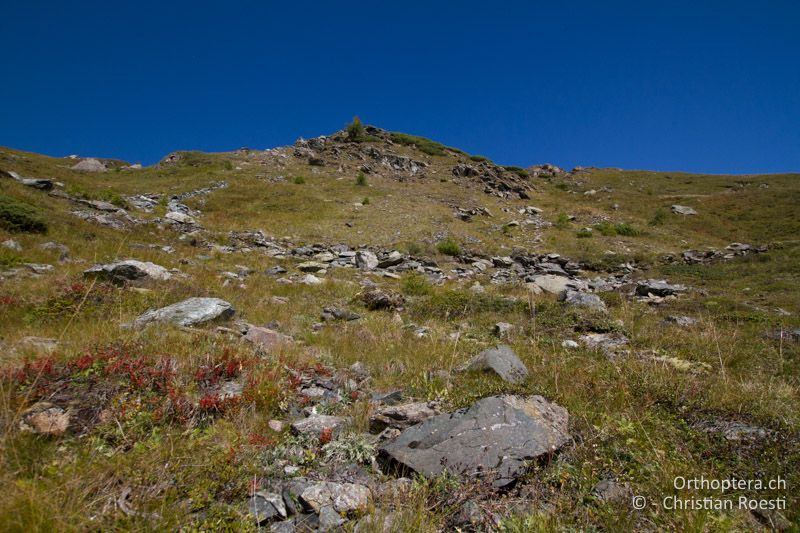 Bergwiesen mit Zwergsträuchern und steinigen Stellen - AT, Kärnten, Grossglockner Nationalpark, Heiligenblut, 21.09.2016