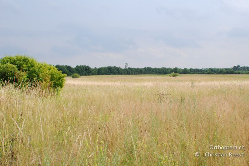 Langgrasige Steppe - AT, Niederösterreich, Ebergassing, 26.06.2008