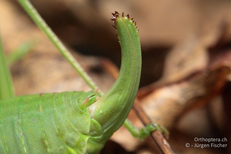 Legeröhre von Isophya kraussii ♀ - DE, Bayern, Betzensteim, 16.08.2011