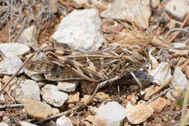 Kreuzschrecke (Oedaleus decorus) ♀ - FR, Col des Portes, 06.07.2014