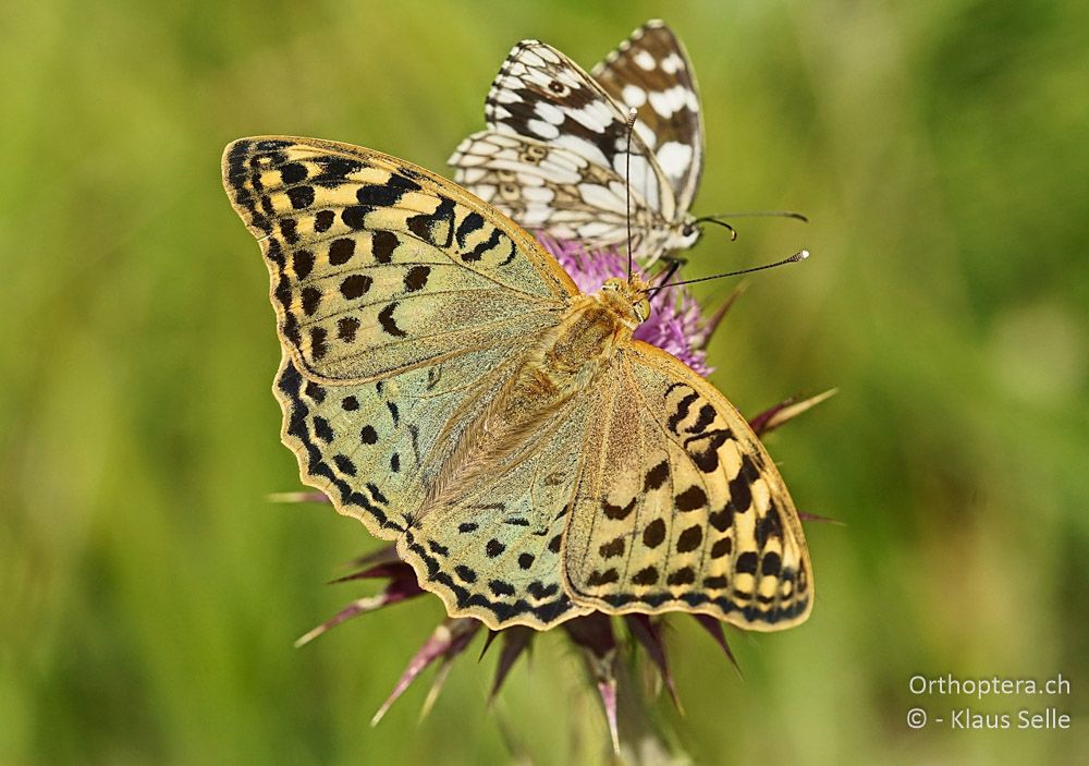 Kardinal (Argynnis pandora) - HR, Istrien, Bokordići, 19.06.2016
