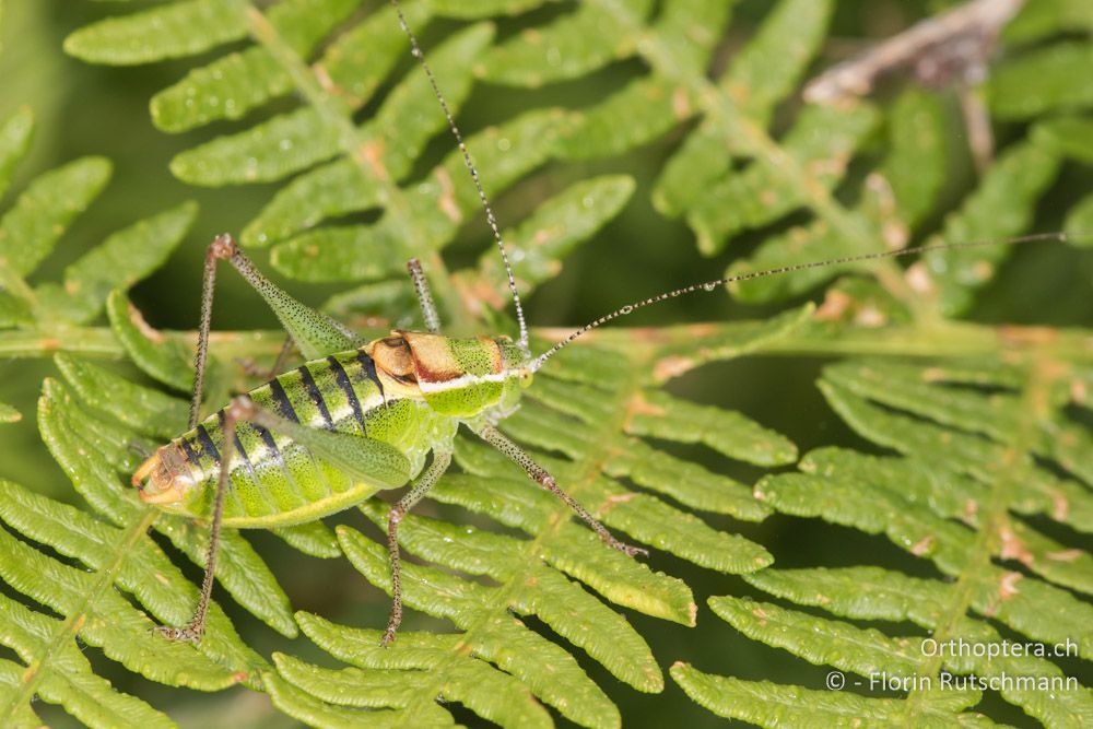 Poecilimon thessalicus ♂ - GR, Thessalien, Mt. Ossa, 21.06.2015