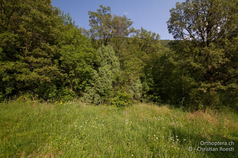 Waldlichtung im Učka-Gebirge - HR, Istrien, Vozilići, 13.06.2014