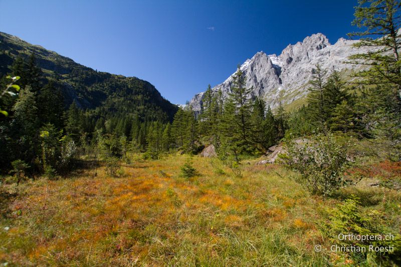 Kleines Hochmoor in den Alpen - CH, BE, Stechelberg, 20.09.2013