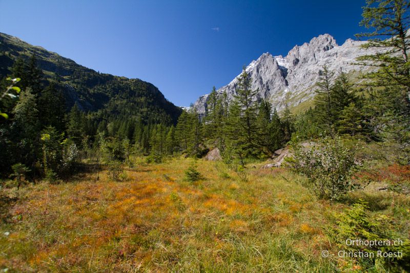 Kleines Hochmoor in den Alpen - CH, BE, Stechelberg, 20.09.2013