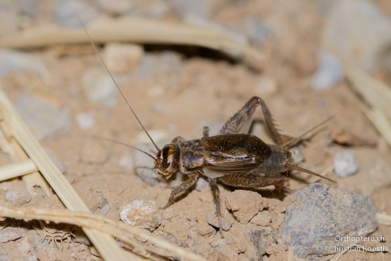 Männchen von Tartarogryllus tartarus - Methoni, 18.07.2012