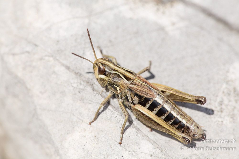 Stenobothrus apenninus ♀ - IT, Marken, Mt. Catria, 27.09.2014