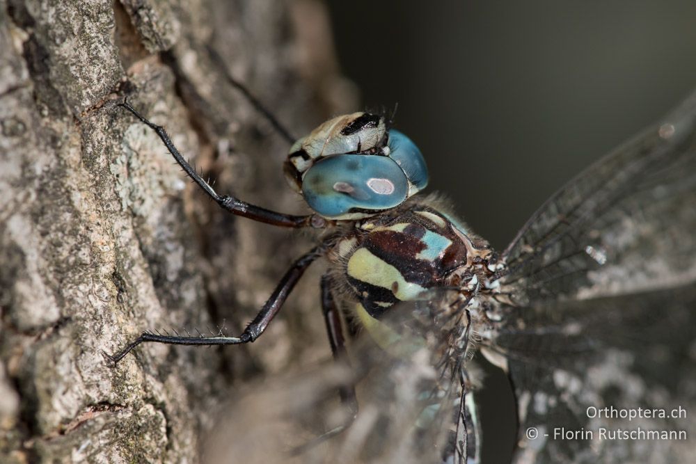 Portrait der Schattenlibelle (Caliaeschna microstigma) - GR, Mittelgriechenland, Molos, 13.06.2015