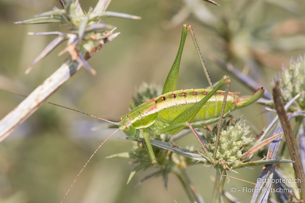 Poecilimon macedonicus ♀ - GR, Zentralmakedonien, Methoni, 20.06.2015