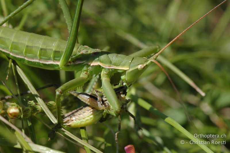 Saga pedo ♀ mit Playtcleis albopunctata ♂ als Beute - CH, VS, Martigny, 15.07.2007