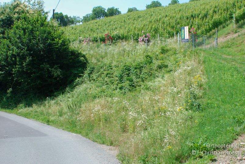 Feuchtwarme Strassenböschung mit hoher Krautschicht - AT, Steiermark, Leibnitz, 25.06.2008