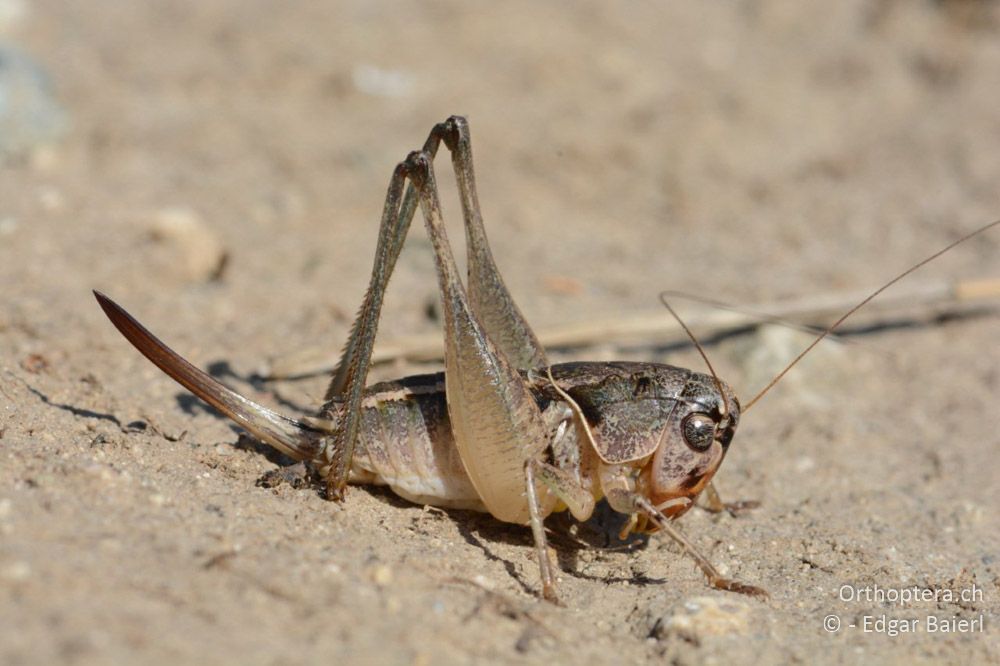 Bucephaloptera bucephala ♀ - BG, Blagoewgrad, Ploski, 14.07.2018