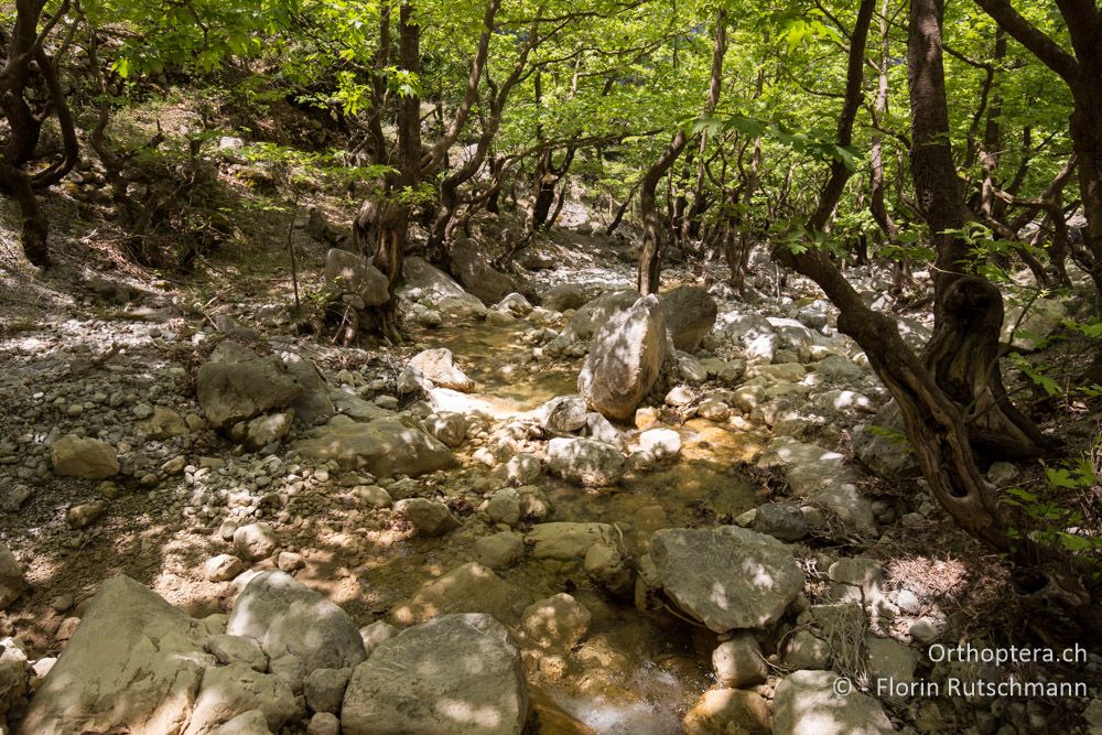 Gebirgsbach im Platanenwald - GR, Mittelgriechenland, Mt. Giona, 09.06.2015