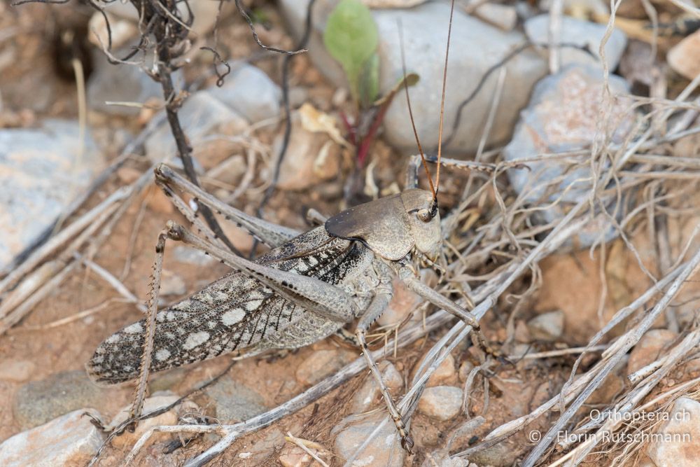 Drymadusa dorsalis ♂ - GR, Mittelgriechenland, Delfi, 09.06.2015