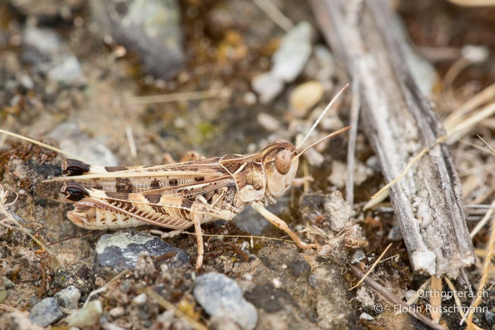 Dociostaurus marocanus ♂ - GR, Thessalien, Larissa, 18.06.2015