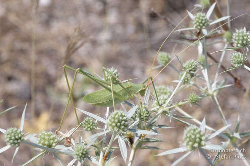 Acrometopa servillea ♀ - GR, Zentralmakedonien, Alistrati, 05.07.2017