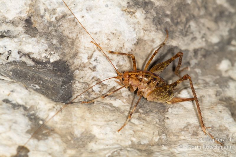 Troglophilus neglectus ♀ - CH, SG, Wartau, 10.09.2013