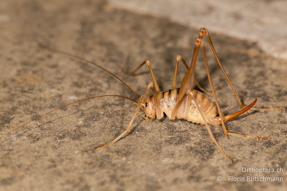 Dolichopoda laetitiae ♀ - IT, Marken, Fabriano, 08.10.2014