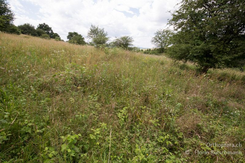 Krautreiche, verbrachende Wiese - AT, Burgenland, Rohrbach bei Mattersburg, 05.07.2016