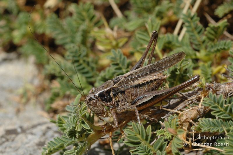 Platycleis albopunctata ♂ - FR, Hautes-Alpes, Orcières-Merlette, 04.09.2007