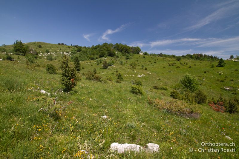 Extensiv beweidete Bergwiese - HR, Istrien, Mt. Učka, 11.06.2014