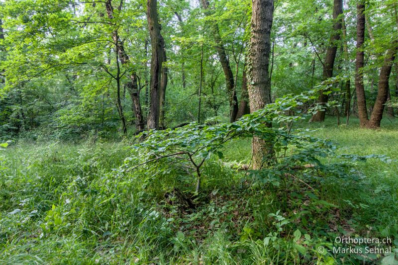 Lichter Laubwald mit üppiger, krautiger Vegetation - AT, Niederösterreich, Hundsheimer Berg, 10.06.2017