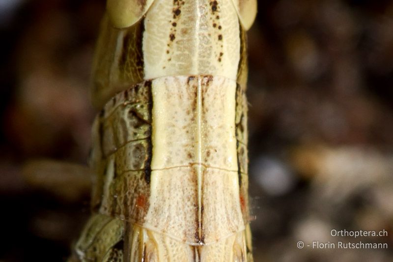 Halsschild von Euchorthippus declivus ♀. Die Halsschild-Seitenkiele sind fast gerade und laufen hinten nur leicht auseinander - GR, Epirus, Paramythia, 11.07.2011