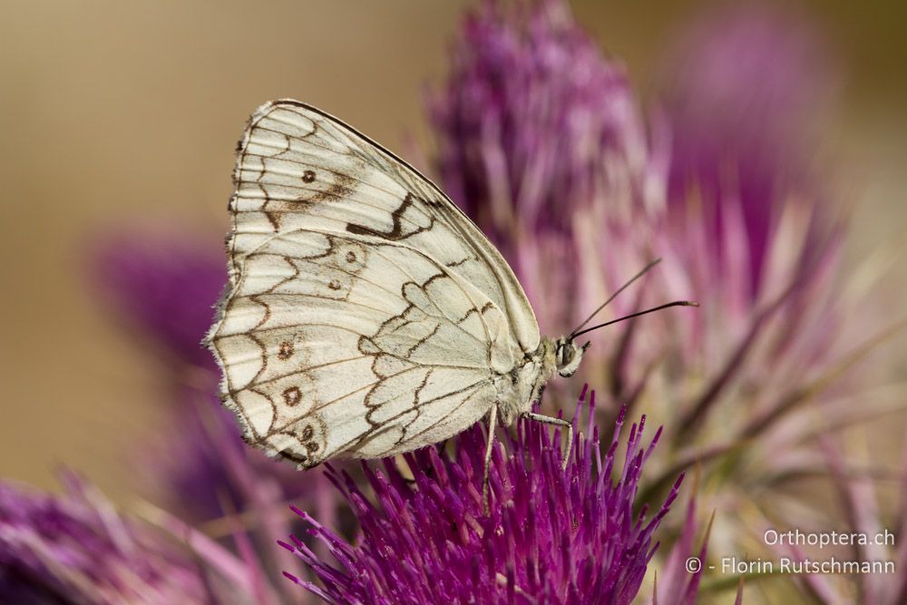 Schachbrettfalter Melanargia larissa, Mt. Soulion, 09.07.2012