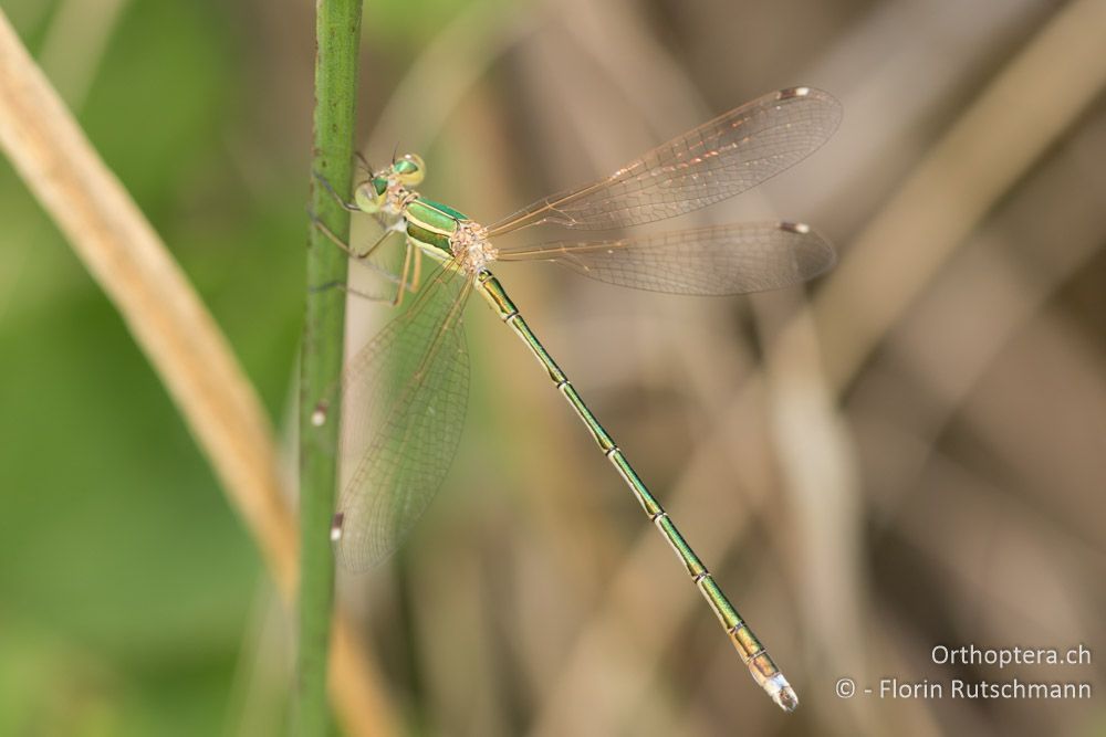 Südliche Binsenjungfer (Lestes barbarus) - GR, Zentralmakedonien, Methoni, 20.06.2015
