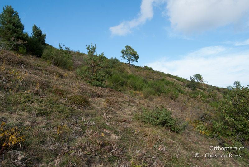 Alpweide - FR, Pyrénées-Orientales, Corsavy, 03.10.2010
