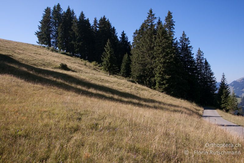 Feuchtwiese mit trockeneren Erhebungen - CH, BE, Jaunpass, 08.09.2012