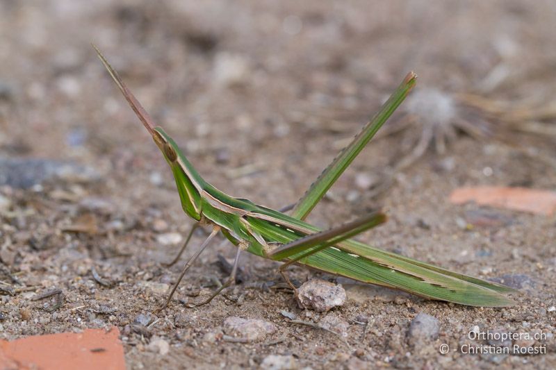 Acrida ungarica ♀ - FR, Var, Fréjus, 25.09.2014